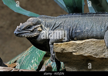 Iguane rhinocéros (Cyclura cornuta), espèce menacée Banque D'Images