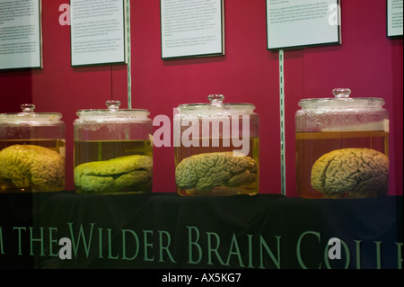 De Wilder Brain Collection à l'Université Cornell, Ithaca, New York, comté de Tompkins. Banque D'Images