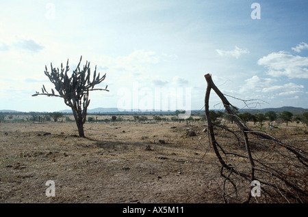 L'État de Pernambuco, Brésil. Caatinga (agreste) de la végétation dans le Sertao région ; aride avec des cactus et branche morte. Banque D'Images