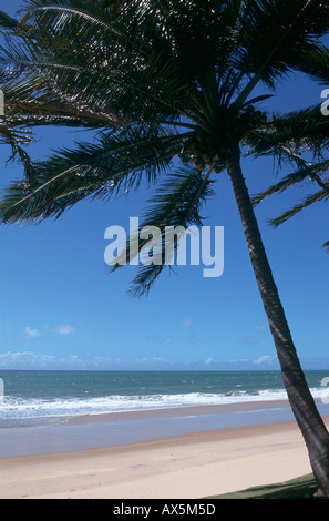 Natal, au nord-est du Brésil. Plage idyllique avec un palmier. Banque D'Images