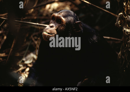 Montagnes Mahale, Tanzanie. Alimentation chimpanzé une feuille. Banque D'Images