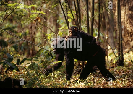 Montagnes Mahale, Tanzanie. Chimpanzé mère avec son enfant à cheval sur son dos. Banque D'Images