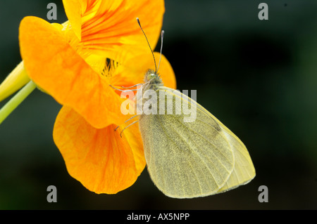 Petit papillon blanc (Pieris rapae) perché sur une capucine ou Indian Cress (Tropaeolum majus) Feuille, Tyrol du Nord, Austr Banque D'Images