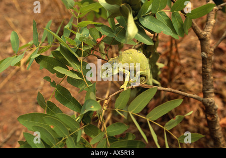 La Zambie. Chameleon avec Queue enroulée assis sur une branche. Banque D'Images