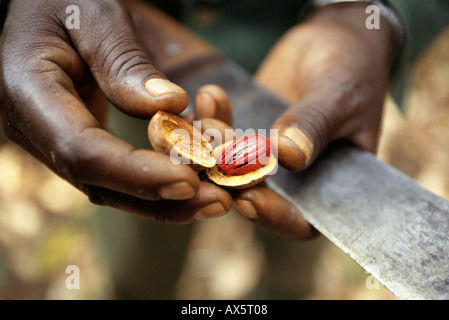 Mahale, Tanzanie. Man's hands holding une machette et une gousse muscade a ouvert montrant l'intérieur des semences de muscade. Banque D'Images