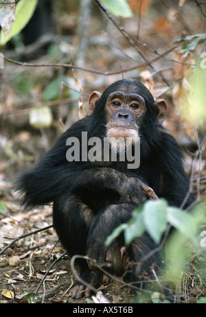 Gombe, Tanzanie. Wild Chimpanzee au Parc National de Gombe Stream. Banque D'Images