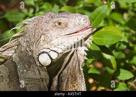 Iguana (Iguanidae) dans l'open à John Pennekamp State Park, Key Largo, Florida, USA Banque D'Images