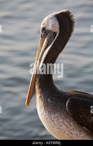 Pelican (Pelecanus thagus chilien) dans le port de Arica, Pacifique, au nord du Chili, Amérique du Sud Banque D'Images