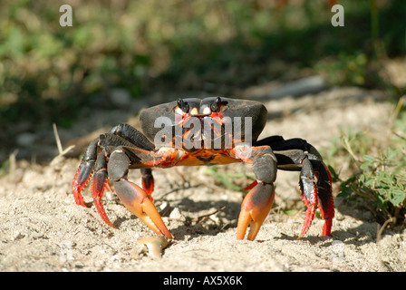 Crabe de terre (Gecarcinidae), le crabe à Playa Girón migration, Baie des Cochons, Cuba, Caraïbes Banque D'Images