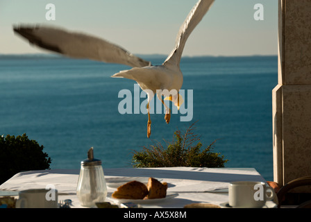 Yellow-legged Gull (Larus michahelllis) prend son essor, Porec, Istrie, Croatie Banque D'Images