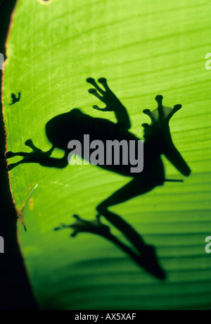 Grenouille feuille masquée (Smiliscus phaeota) sur feuille d'Heliconia, Costa Rica WILD Banque D'Images