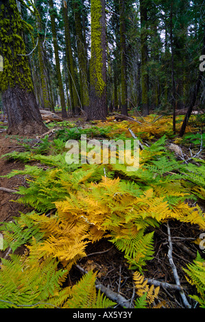 Fougères, de sous-bois à Sequoia National Park, Californie, USA Banque D'Images