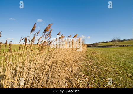 Roseaux, Veit, Basse Autriche, Autriche, Europe Banque D'Images