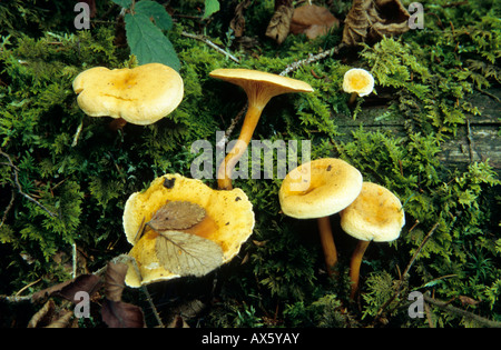 Fausse Chanterelle (Hygrophoropsis aurantiaca) Banque D'Images