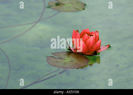 Nénuphar (Nymphaea rouge) sur la surface d'un lac Banque D'Images