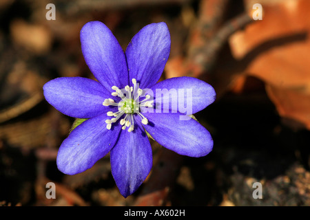 Kidneywort, hépatique ou l'ombelle (Hepatica nobilis)