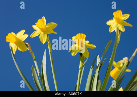 Les jonquilles (Narcissus) Banque D'Images