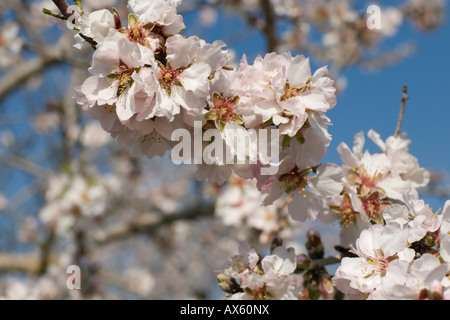 Moulay (Prunus dulcis, Prunus amygdalus) près de Binissalem, Majorque, Îles Baléares, Espagne, Europe Banque D'Images