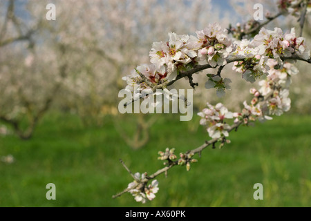 Moulay (Prunus dulcis, Prunus amygdalus) près de Binissalem, Majorque, Îles Baléares, Espagne, Europe Banque D'Images