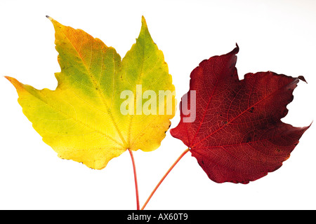 Feuilles de vigne vierge d'automne Banque D'Images