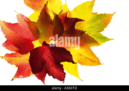 Feuilles de vigne vierge d'automne Banque D'Images