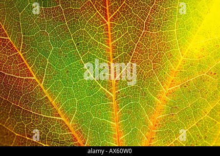 Feuilles de vigne vierge d'automne Banque D'Images