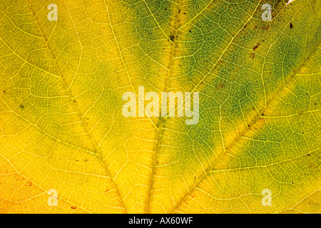 Feuilles de vigne vierge d'automne Banque D'Images