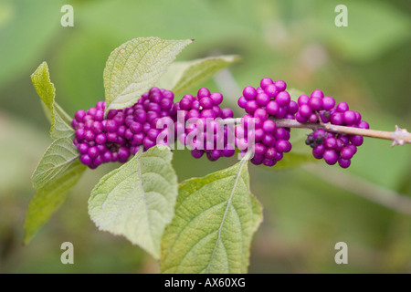 (American beautyberry Callicarpa americana), Florida Keys, Floride, USA Banque D'Images