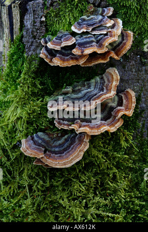 Turquie (champignons Queue Trametes versicolor) croissant sur une souche d'arbre dans Lueerwald Luer (forêt), Nordrhein-Westfalen, Allemagne Banque D'Images