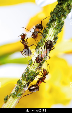 Les fourmis rouges sur la tige avec les pucerons Banque D'Images