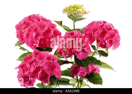 Hortensia, close-up Banque D'Images