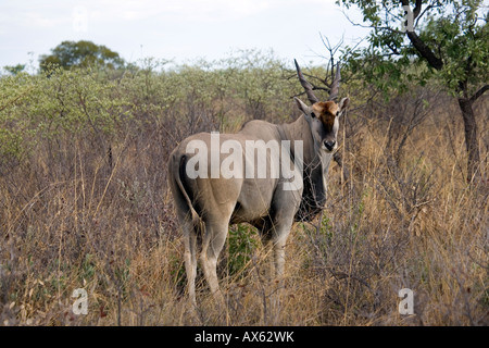 Taurotragus oryx éland commun, adultes Plateau Waterberg Park, Namibie Banque D'Images