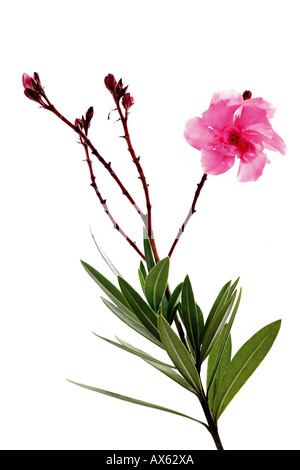 Oleander flower, close-up Banque D'Images