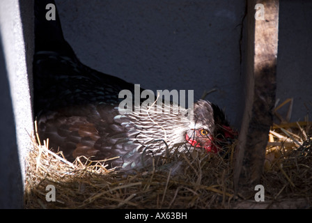 Stock photo d'une poule couveuse assis sur son nid Banque D'Images