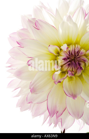 Dahlia rose Banque D'Images