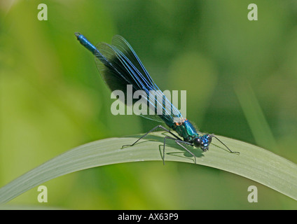 Demoiselle (Calopteryx splendens bagués) on leaf Banque D'Images