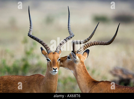 Impala Banque D'Images