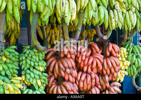 Les bananes à Alleppey, Inde Banque D'Images