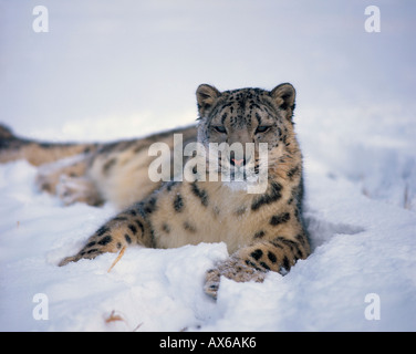 Snow Leopard / Irbis Banque D'Images