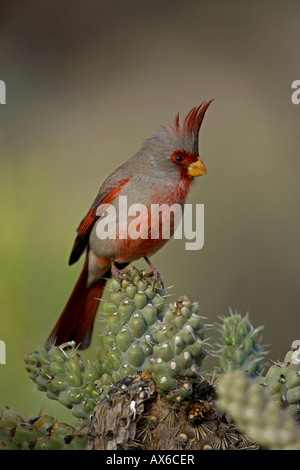 Pyrrhuloxia (Cardinalis sinuatus) Arizona - mâle sur l'cholla cactus Banque D'Images