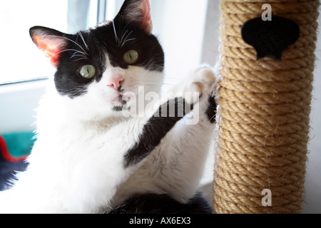 European shorthair noir-blanc cat scratching griffes à cat post. L'Allemagne, de l'Europe Banque D'Images