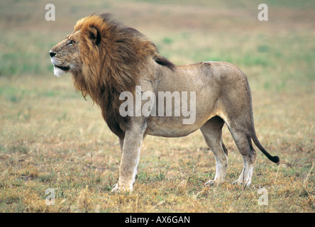 Lion (Panthera leo) standing in forest, Masai Mara National Reserve, Kenya Banque D'Images