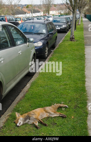 Urban Fox Road Kill UK, couché sur l'herbe au bord de Londres UK. HOMER SYKES des années 2008 2000 Banque D'Images