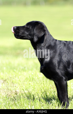 Close-up of Labrador coller sa langue Banque D'Images