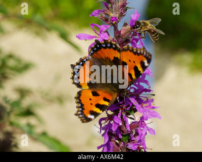 Parc papillon, papillon et abeille sur fleur Banque D'Images