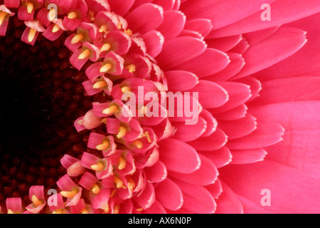 Gerbera flower close up Banque D'Images