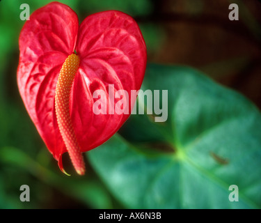 USA - HAWAÏ : Anthurium Banque D'Images