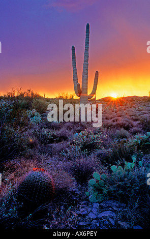 Soleil derrière le champ de cactus, Arizona, USA Banque D'Images