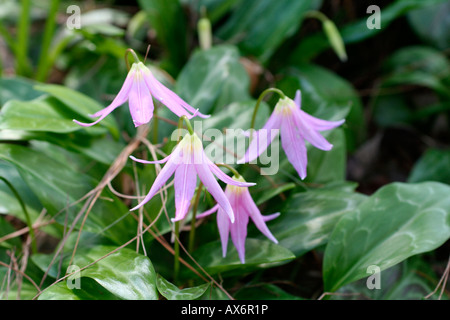 L'Erythronium revolutum KNIGHTSHAYES PINK Banque D'Images