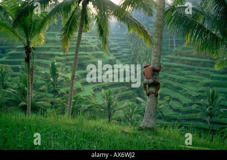 Un bahasa balance un arbre pour aller chercher des noix de coco dans les rizières en terrasses des Ceking près de Ubud Bali Banque D'Images